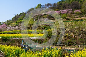 Spring scenery of Hubei Daye Zhaoshan Forest Park