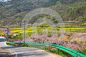 Spring scenery of Hubei Daye Zhaoshan Forest Park