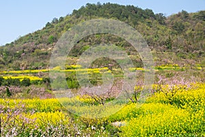 Spring scenery of Hubei Daye Zhaoshan Forest Park