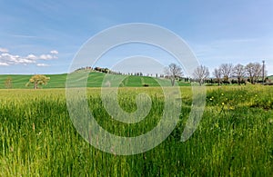 Spring scenery of idyllic Tuscan countryside on a beautiful sunny day, with a green grassy field in foreground & a cypress road