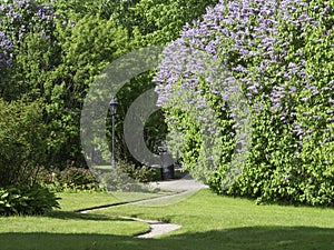 Spring scenery in a park, big lilac fence blooming