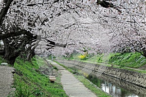 Spring scenery of riverside walkways under a beautiful archway of cherry blossom trees  Sakura Namiki  with reflections