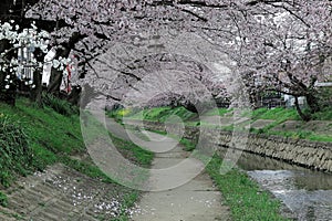 Spring scenery of riverside walkways under a beautiful archway of cherry blossom trees  Sakura Namiki  with reflections