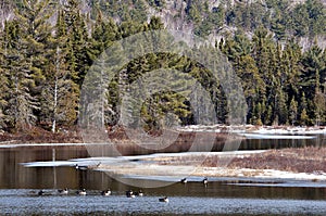 Spring Scenery Stock Photo. Canada geese in the water with forest background, ice on the river in a peaceful habitat and
