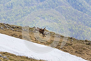 Spring scenery in the Transylvanian Alps, with snow and pine forests