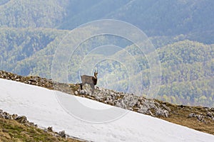 Spring scenery in the Transylvanian Alps, with snow and pine forests