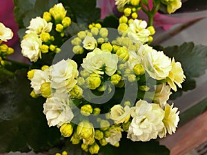 Spring scenes of begonia blooming flowers in the garden, abstract green nature background