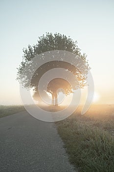 Spring scenic countryside landscape with a tree on flowers or farm field with deep sun in background on a misty morning