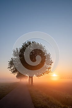 Spring scenic countryside landscape with a tree on flowers or farm field with deep sun in background on a misty morning