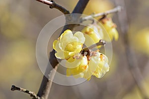 Wintersweet Japanese allspice