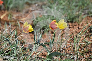 In the spring, Schrenk`s tulips bloom in the steppe.