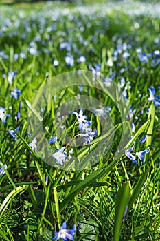 Spring Scilla flower field in the park