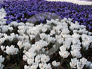 Spring sea of flowers - crocuses