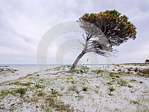 Spring at the sea in GranirÃ² Beach, Siniscola, Sardinia