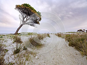 Spring at the sea in GranirÃ² Beach, Siniscola, Sardinia