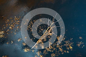 Spring Season. Aerial View Of Fallen Tree In Water. Bird's Eye View Of Spring Flood. Flat View Landscape In Early Spring