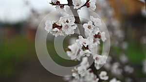 Spring season with blooming apricot tree branches