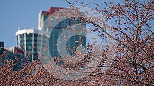 Spring Season Blossom Tree in front of Hotels And Casinos Niagara Falls Canada