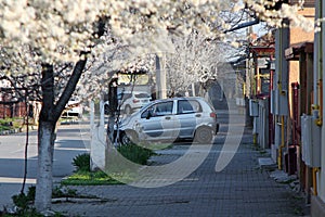Spring season in Giurgiu city. White flowered trees on the street. photo