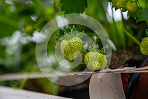 Spring season in greenhouse, unripe green strawberries growing on organic strawberry farm in the Netherlands