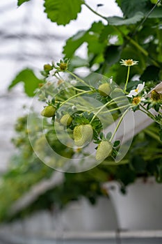 Spring season in greenhouse, unripe green strawberries growing on organic strawberry farm in the Netherlands