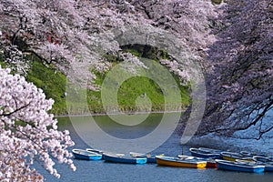 Spring season `Hanami Festival` atmosphere in the Park in Tokyo, Japan