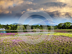 Spring season in japan with fuji mountain as background