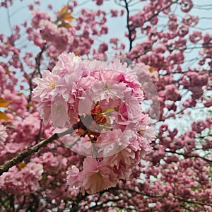Spring season. Lovely cherry blossoms indeed photo