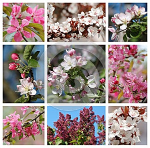 Spring season - nature collage with flowers