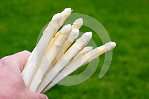 Spring season, new harvest of Dutch, German white asparagus, bunch of raw washed and pilled white asparagus and green grass