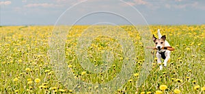 Spring season panoramic background with dog holding in mouth its leash running through blossoming field of yellow dandelion