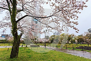 Spring season with sakura cherry blossom during raining in Sumpu castle at Shizuoka prefecture, Japan