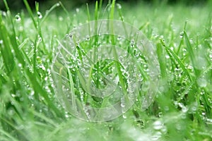 Spring season sunny lawn mowing in the garden with drops of water dew. Lawn blur with soft light for background.