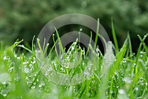 Spring season sunny lawn mowing in the garden with drops of water dew. Lawn blur with soft light for background.