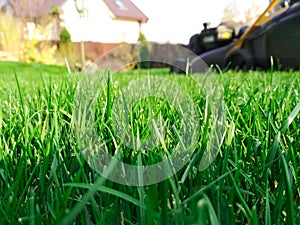 Spring season sunny lawn mowing in the garden. Lawn blur with soft light for background