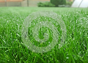 Spring season sunny lawn mowing in the garden. Lawn blur with soft light for background