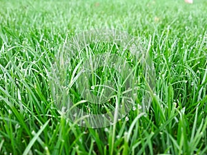 Spring season sunny lawn mowing in the garden. Lawn blur with soft light for background