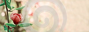 Spring seasonal banner with Beautiful magnolia blossom. Jentle pink magnolia flower against bokeh background