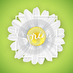 Spring seasonal banner. Chamomile flower in white frame on green background. Graphic object for your design. Seasonal daisy flower