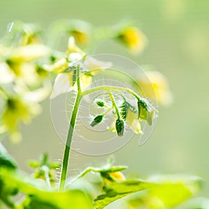 spring seedling plant of blooming young tomato on blur green background, closeup