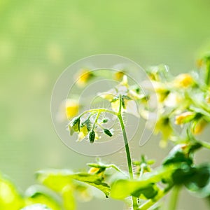 spring seedling plant of blooming young tomato on blur green background, closeup