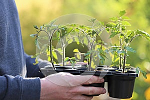 Spring seedlings. Gardening concept. Seedling tomatoes in cups in male hands on a green blurred spring garden background