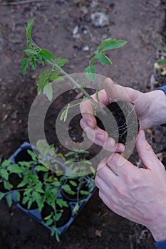 Spring seedlings. Gardening and horticulture. Seedling tomatoes in the hands of men. Planting tomatoes in the ground