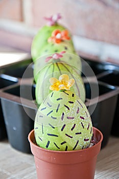 Spring seedlings. Greenhouse. Cactus blossom.