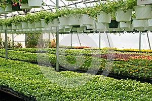 Spring seedlings in nursery