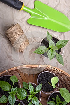 Spring Seedlings Sprouting In Tray and garden tools on paper, garden work concept