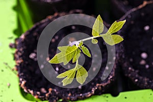 Spring seedlings of tomatoes in peat pots