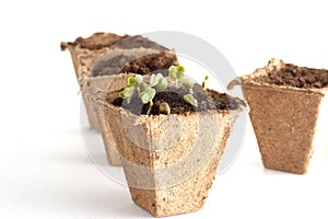 Spring seedlings for your small garden