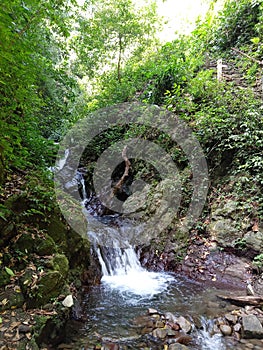 Spring seepage in tropical rainforest photo