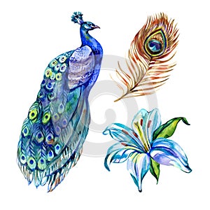 Spring Set of Watercolor Vintage Peacock with Flowers and Feathers, Natural watercolor collection design elements